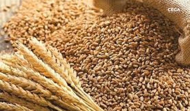 Diyarbakır buğdayının alım fiyatı açıklandı