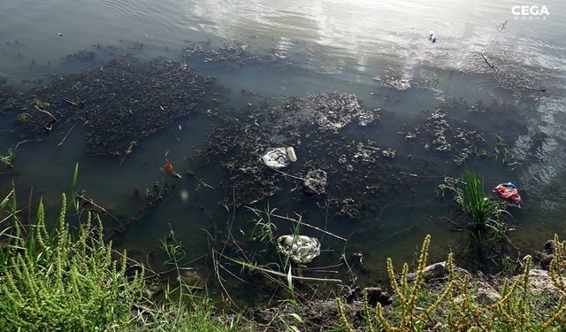 Dicle nehrinde toplu hayvan ölümleri