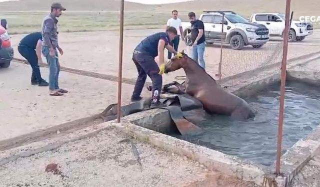 Sahipsiz at petrol kuyusuna düştü