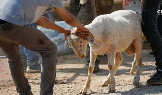 "Kurban yakalama timi" hazır bekliyor