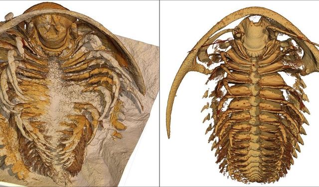 Bilim insanları 500 milyon yıllık gizemi çözdü