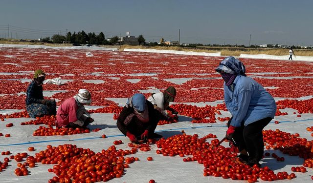 Diyarbakır'da tarlalar kırmızıya büründü