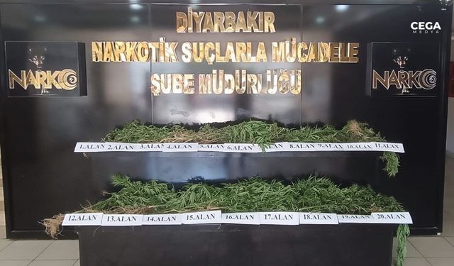 Diyarbakır'da dünya mirası bahçeye uyuşturucu ekildi