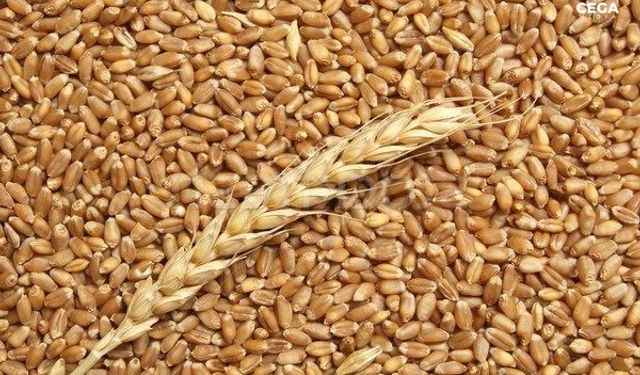 Diyarbakır'da üretilen buğday, tescillendi