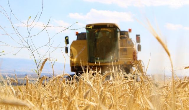 Mardin'de buğdayda ilk hasat