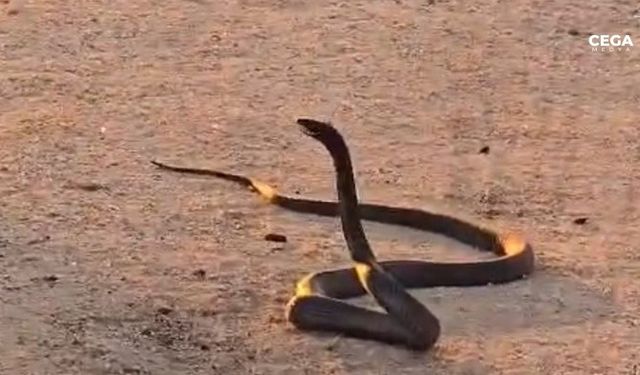 Diyarbakır’da yol ortasında 2 metrelik yılanlar