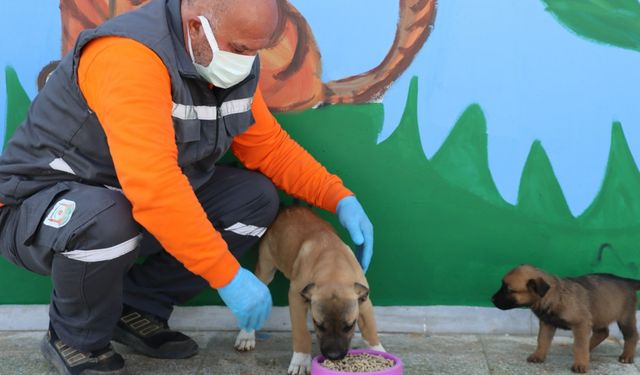 Şanlıurfa'da atıklar mama ve gübreye dönüştürülüyor