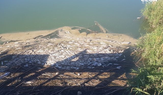 Karasu'da balık ölümleri