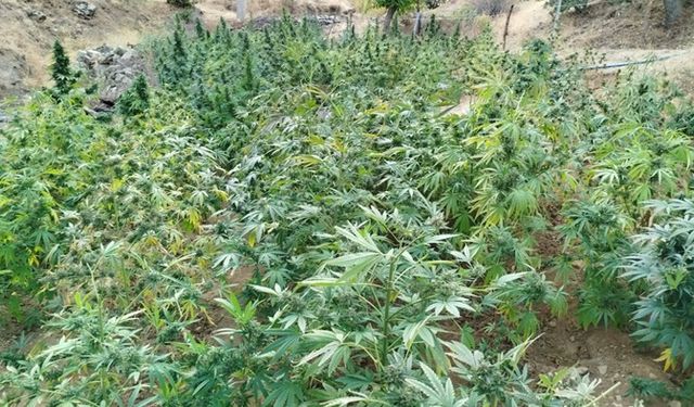 Diyarbakır’da 3 milyon 476 bin adet kök kenevir ele geçirildi: 7 gözaltı
