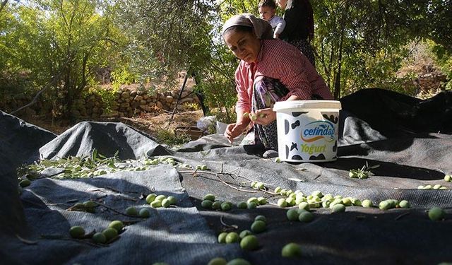 Bakanlık paylaştı; coğrafi işaretli üründe hasad başladı