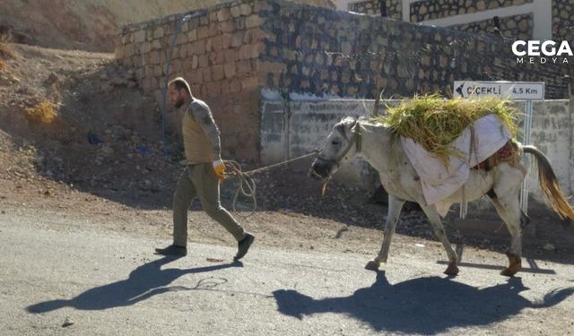 İmece usulü orakla pirinç hasadı