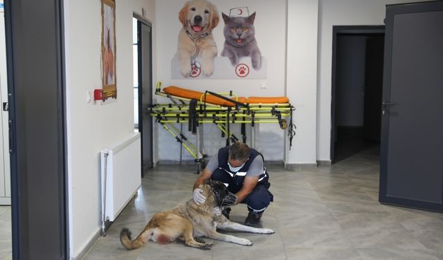 Diyarbakır’da kansere yakalanan sokak köpeği tedavi altında