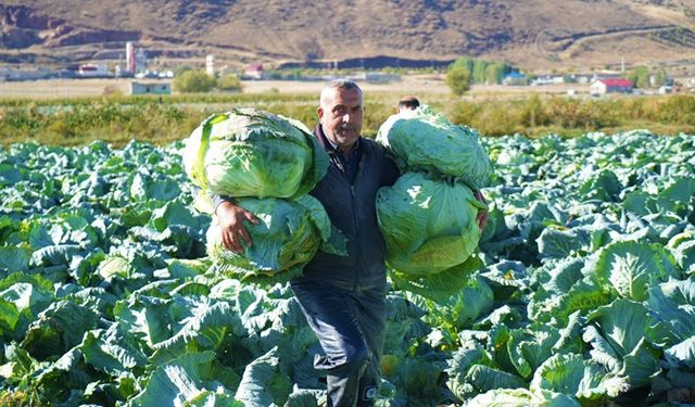 Muş Ovası'nda lahana hasadı: 120 milyon bekleniyor