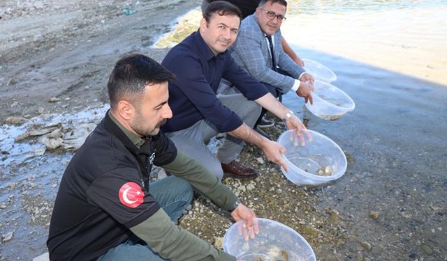 Kralkızı Barajına 100 bin sazan yavrusu bırakıldı