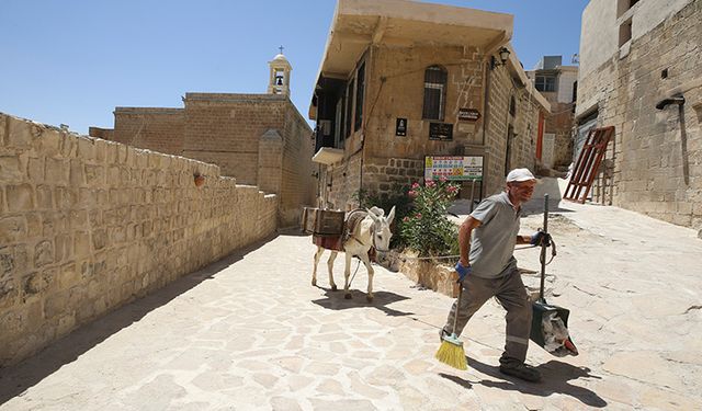 Mardin’in 'Çöpçü eşekleri' özgürlüğüne kavuşuyor