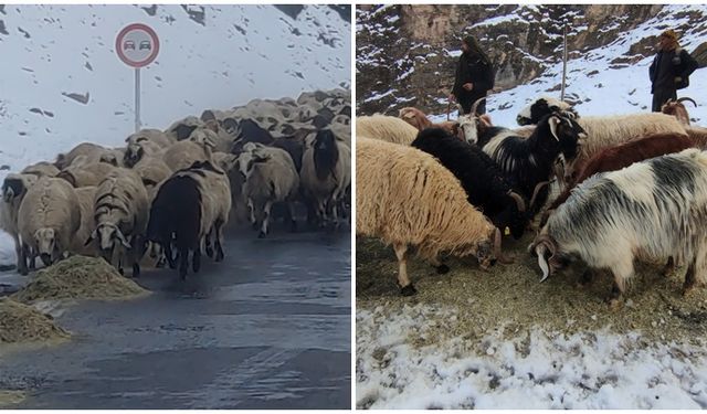 Besiciler kış mesaisine başladı