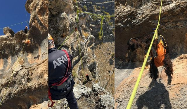 Diyarbakır’da keçi kurtarma operasyonu