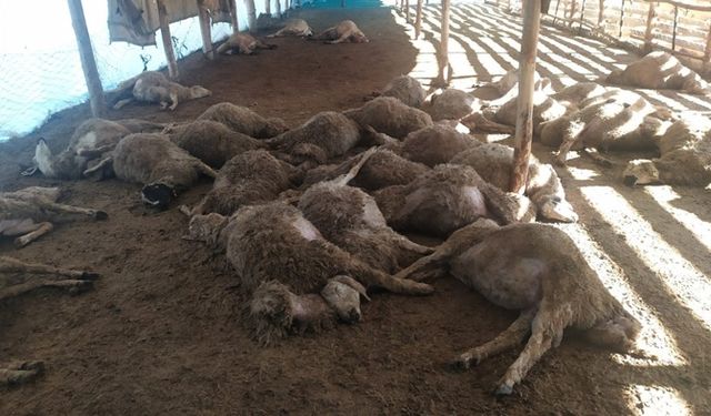 Şanlıurfa'da başıboş köpeklerin saldırdığı 29 kuzu telef oldu