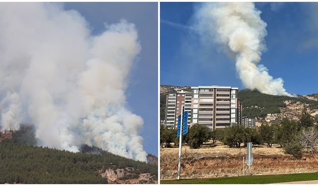 Maraş’ta orman yangını