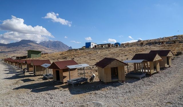 Büyükşehir sahipsiz hayvanları doğal yaşam alanında koruyor