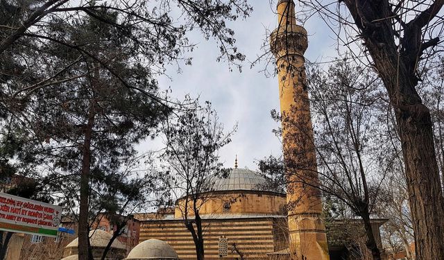 Diyarbakır'da hangi cami ve kiliselerde hangi ağaç türü var ?