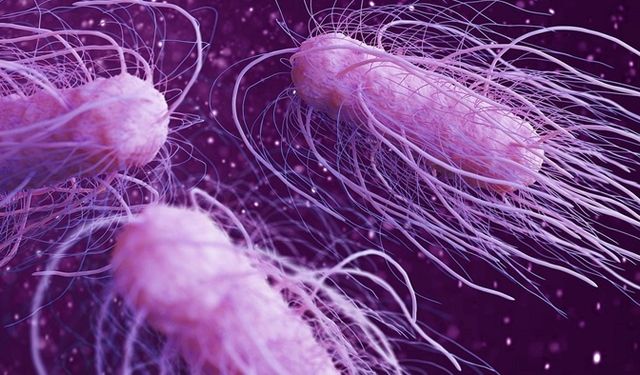 Salmonella enfeksiyonu nedir, ölümcül mü?