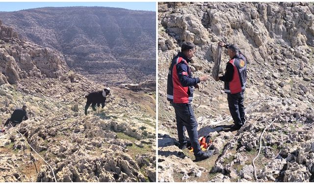 Kayalıkta mahsur kalan 17 Oğlak’a kurtarma