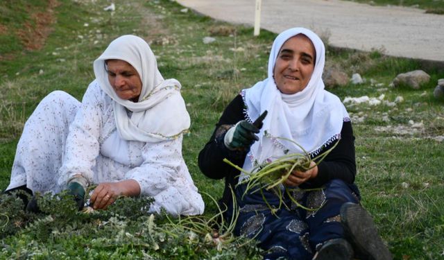 Herekol Dağı'nda vatandaşlar pancar topladı
