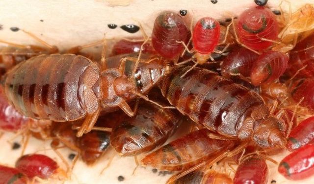 Tahtakurulari pestisite karşı dirençli çıktı