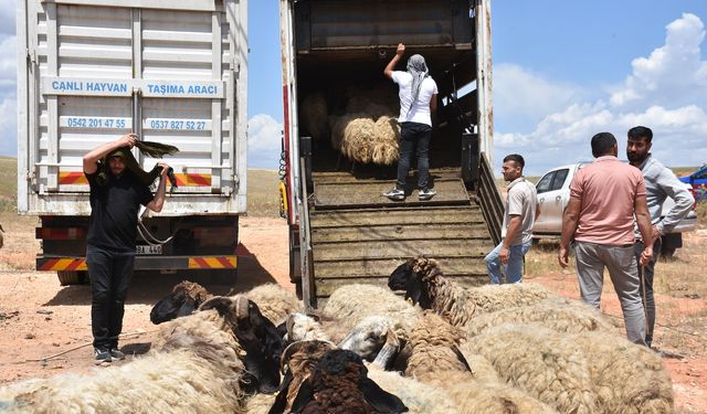 Şırnak'tan 1 milyon adet yola çıktı