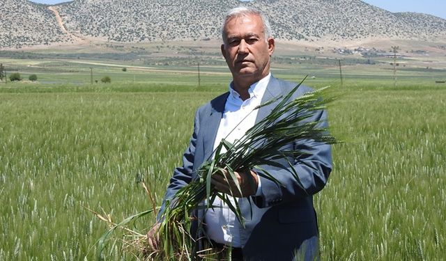 Araban buğdayı: 150 dönümde 100 bin ton rekolte bekleniyor