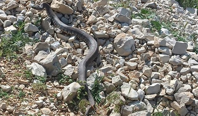 Engerek yılanı Kahramanmaraş'ta görüntülendi