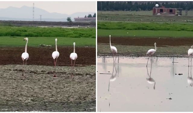 Göç yolunda olan flamingoların Diyarbakır molası