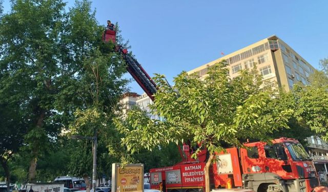 Ağaçtan düşen yavru kargalar itfaiye ekiplerince yuvaya bırakıldı