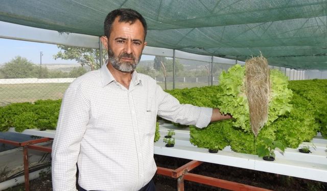 70 günde yetişen marulu 30 günde üretiyor