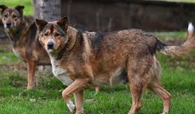 Adıyaman'da köpeğin saldırdığı genç kız yaralandı