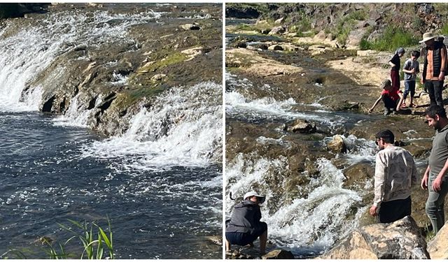 İnci kefalinin göçü turistlerin ilgi odağı