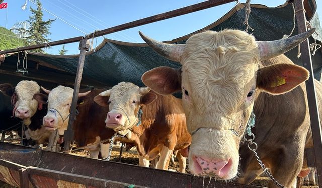 Kurban kesim yerleri açıklandı