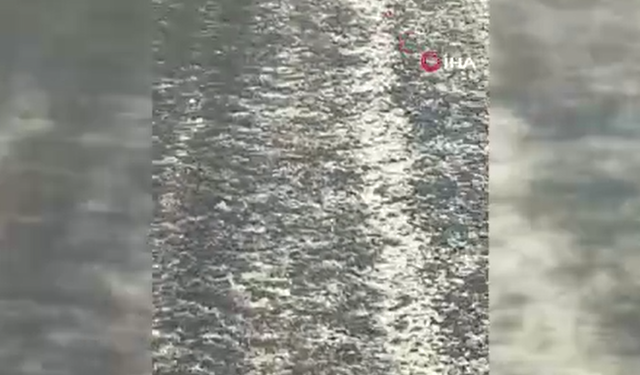 Elazığ’da karayoluna indi: Görenler korktu