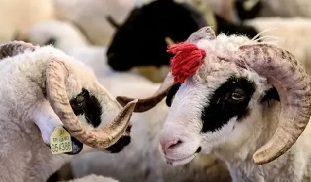 Kurban eti en az kaç kişiye dağıtılmalı? Kurban eti dağıtmak zorunlu mu?