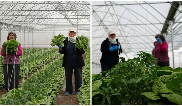 Erzincan’da marul hasadı