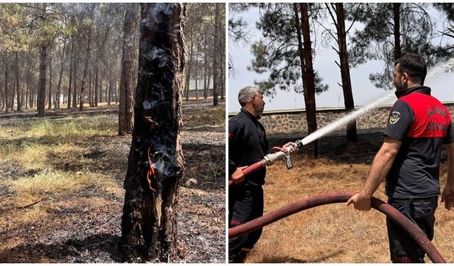 Şanlıurfa’da ormanlık alandaki ağaçlar yandı