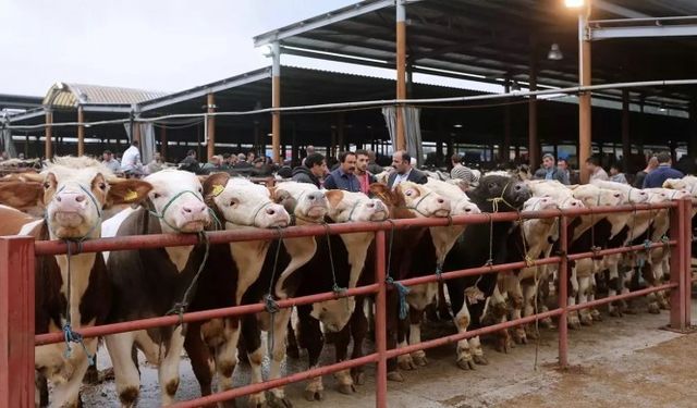 Balıkesir’de Şap hastalığı: 15 mahalle karantinaya alındı