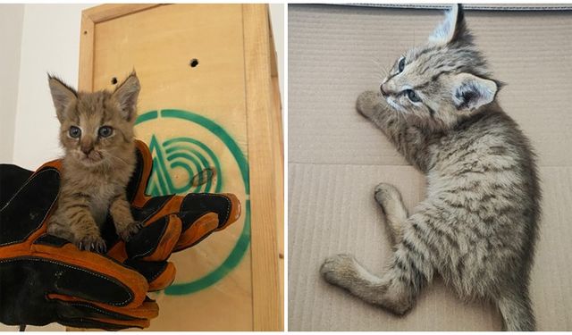 Saz kedisi korumaya alındı