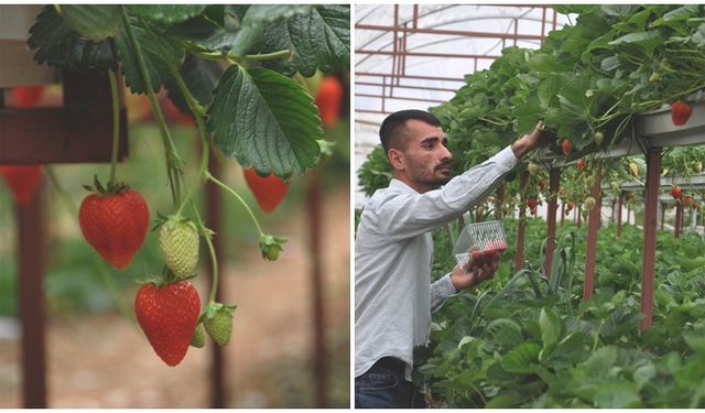 Serası yıkılan çiftçi yeniden üretime başladı