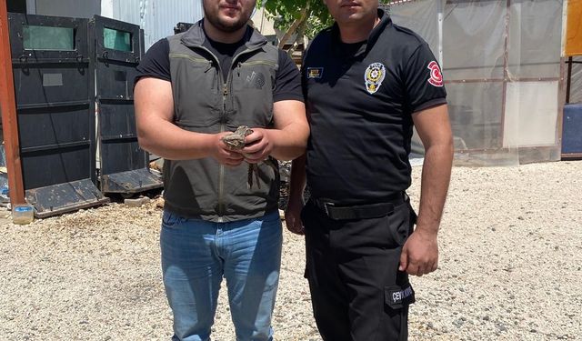 Şırnak'ta yaralı ve bitkin bulunan kaplumbağa ve 2 kuş tedavi altına alındı