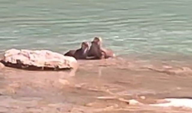 Tunceli’de su samurları görüntülendi