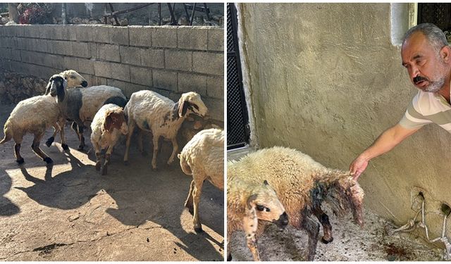 Başıboş köpekler 5 koyunu telef etti