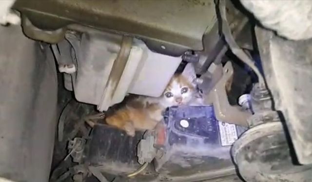 Yavru kedi, otomobilin motoruna sıkıştı