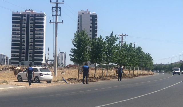 Diyarbakır’da, Belediye’den inek operasyonu